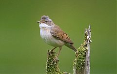 Greater Whitethroat